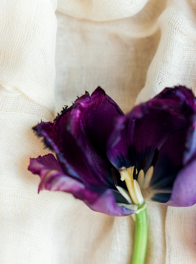flowers_tulips_purple_celine_chhuon (1).JPG