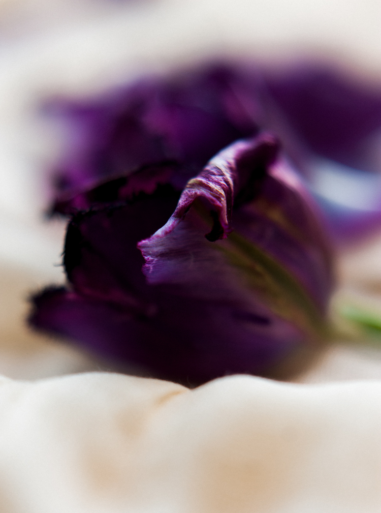 flowers_tulips_purple_celine_chhuon (5).JPG