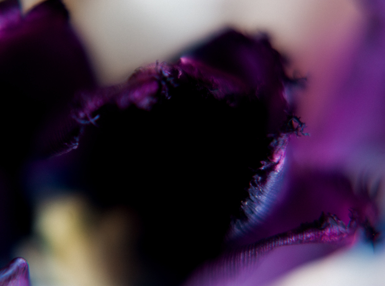 flowers_tulips_purple_celine_chhuon (4).JPG