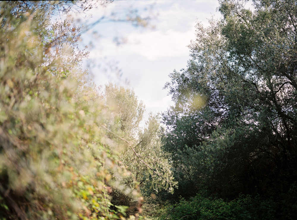 Olive trees in Tatoi Greece