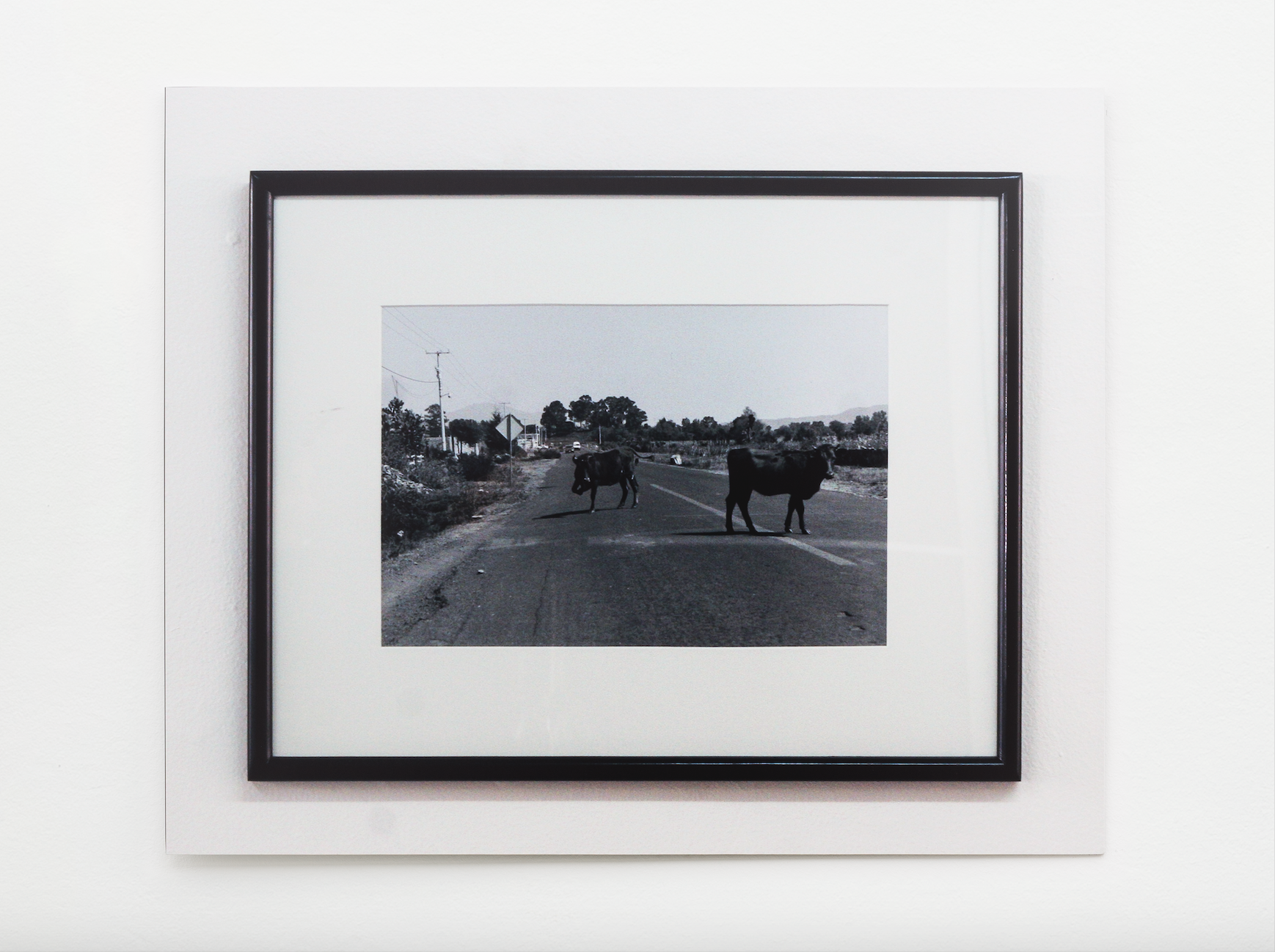 IN REAL LIFE curated by_Luca Lo Pinto, ADRIANA LARA, Cosas (vacas), 2009, C-Print, auf Kapa montiert, 90 x 110 cm, Photo: Galerie Christine König, Vienna, 2014 Courtesy: Adriana Lara und Galerie Christine König