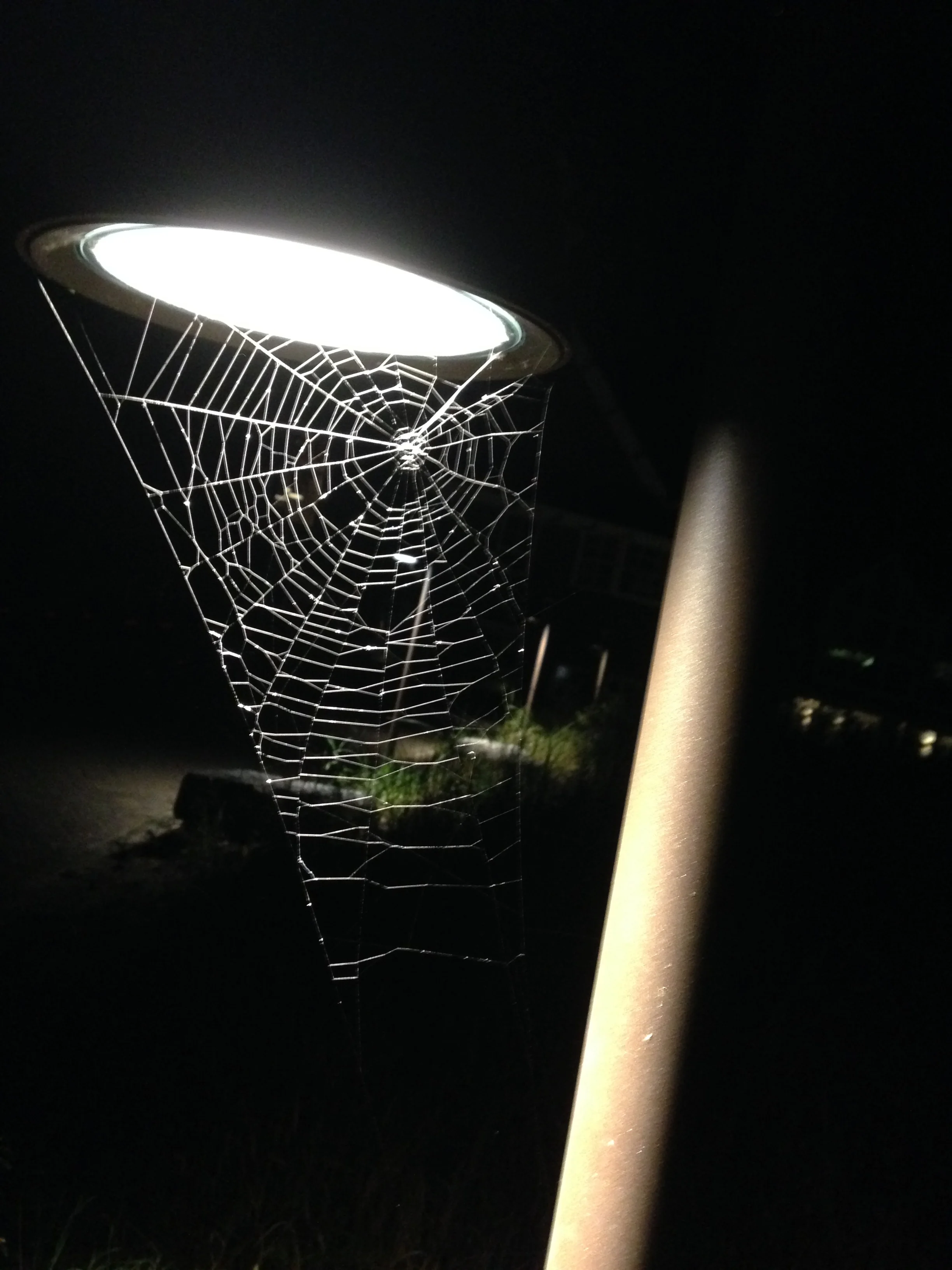 Forensische pleegzorg en inspiratiebijeenkomsten voor Trias groep