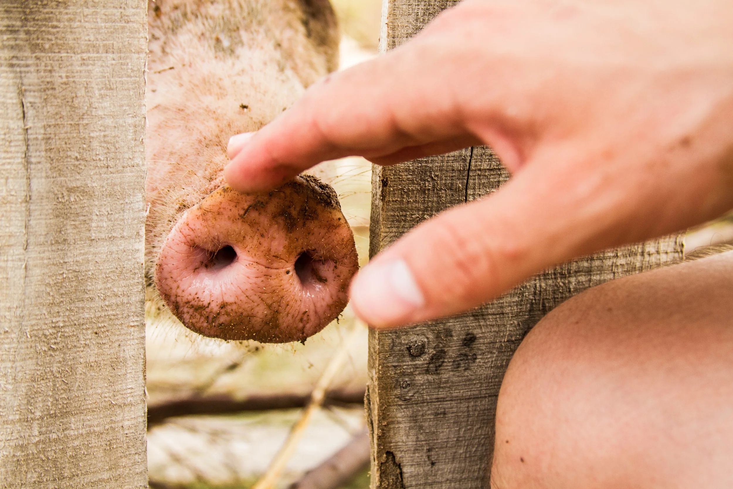 hints_of_a_pig_nose (1 of 1).jpg