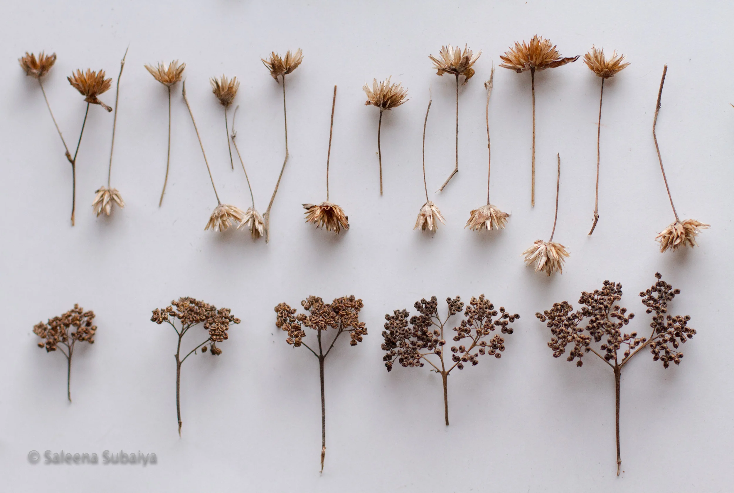 The Remains of Spring