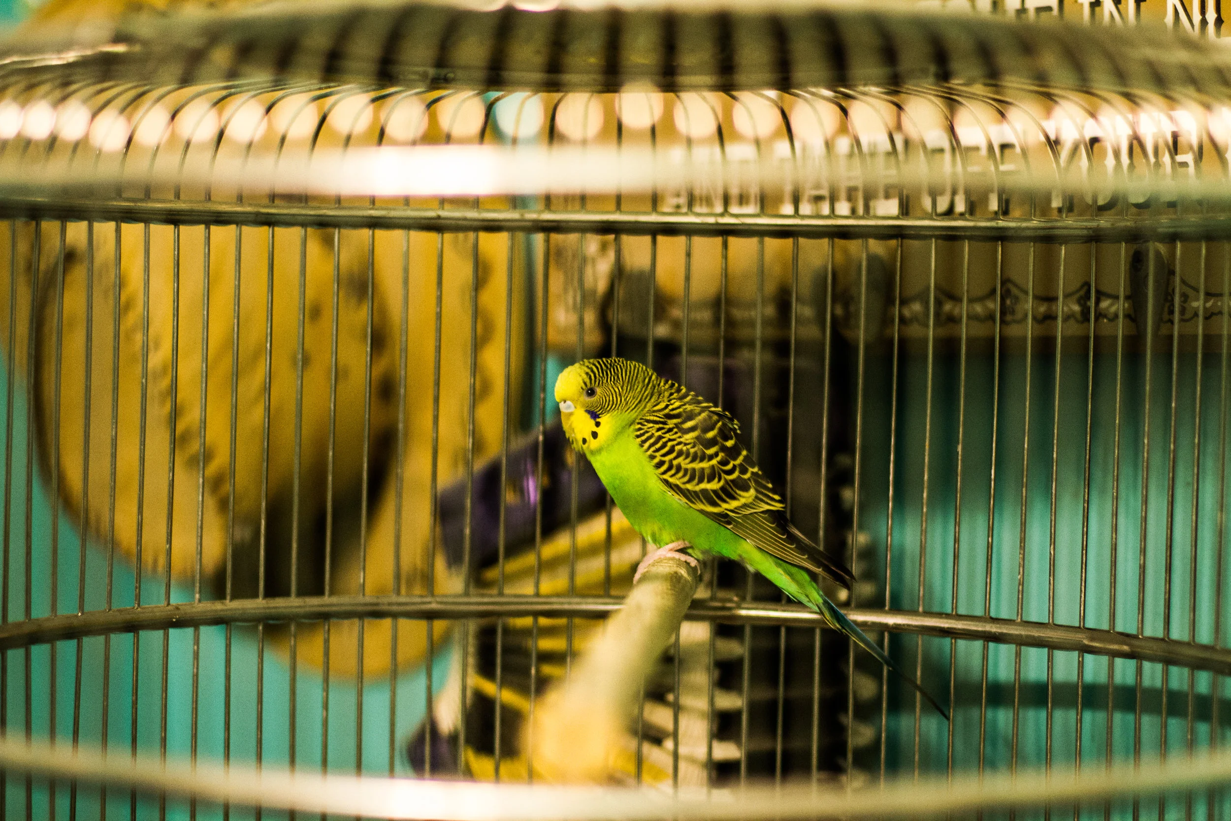 budgie_in_Bathroom.jpg