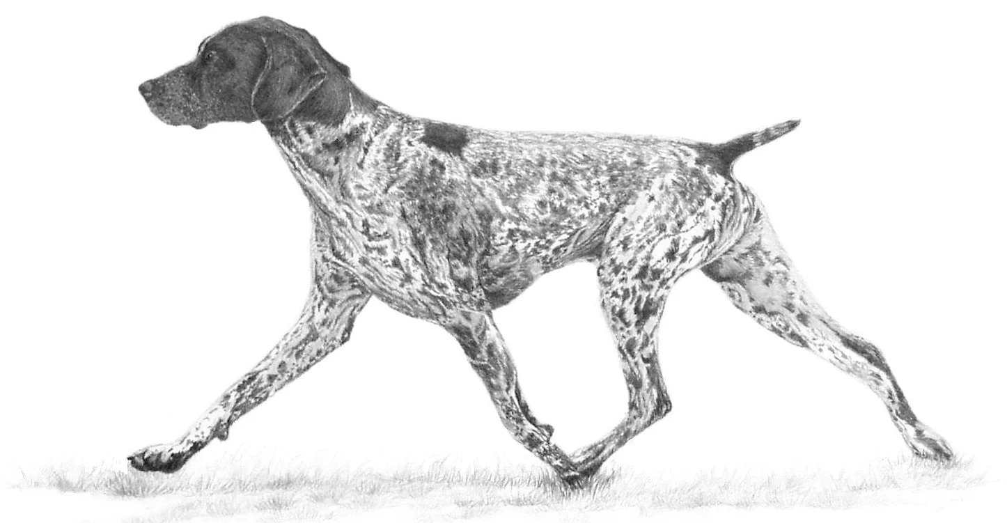 Breed History Riverland Gsps