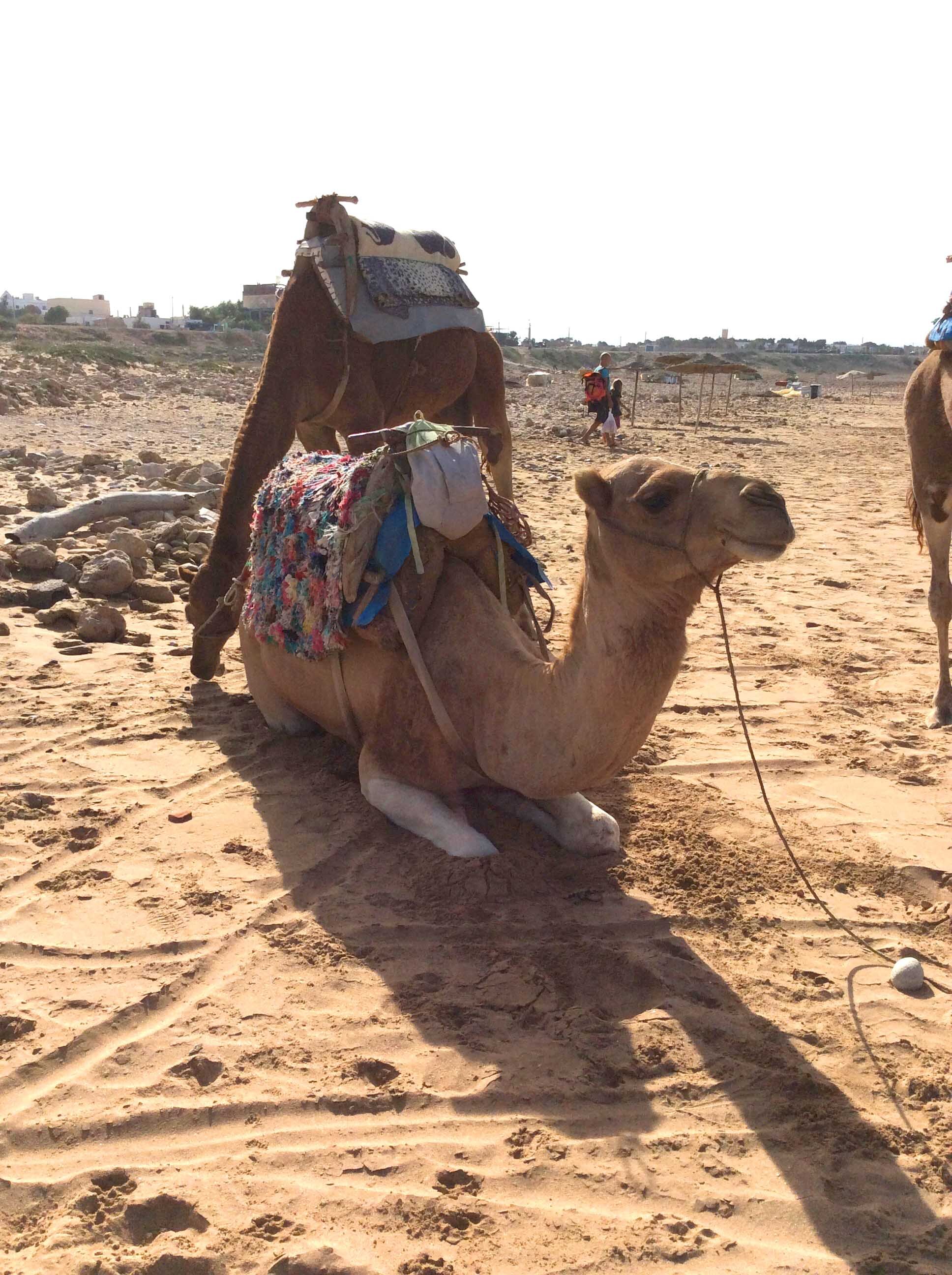 Camel.jpg