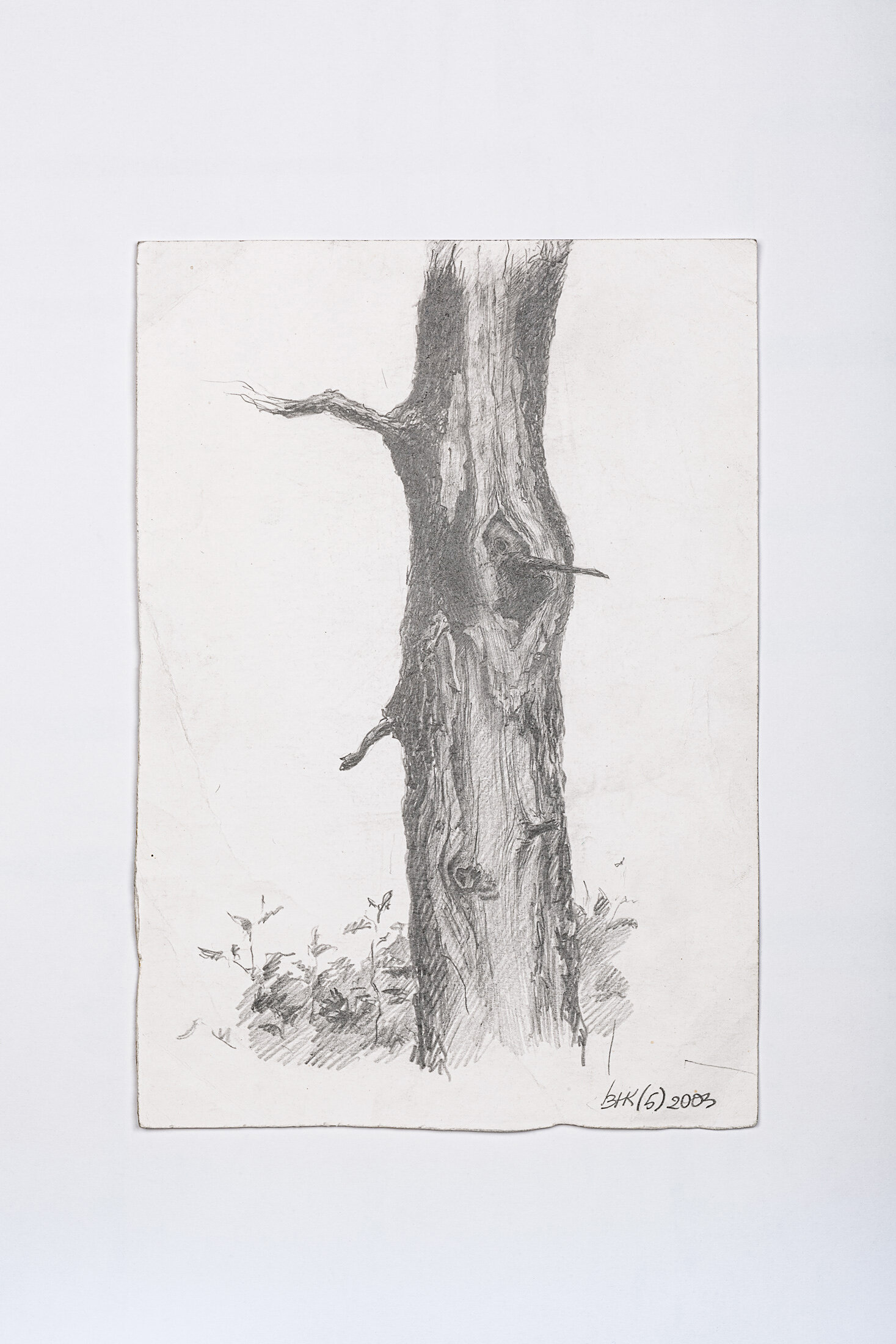 Tree with a Peculiar Knot, 2003 - graphite pencil on paper