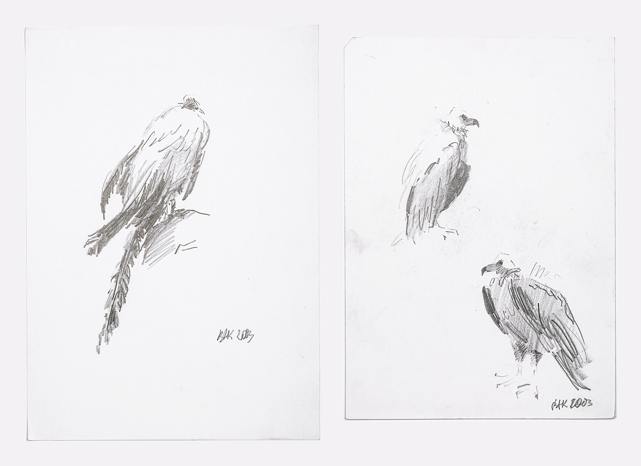 Study of Birds, 2003 - graphite pencil on paper