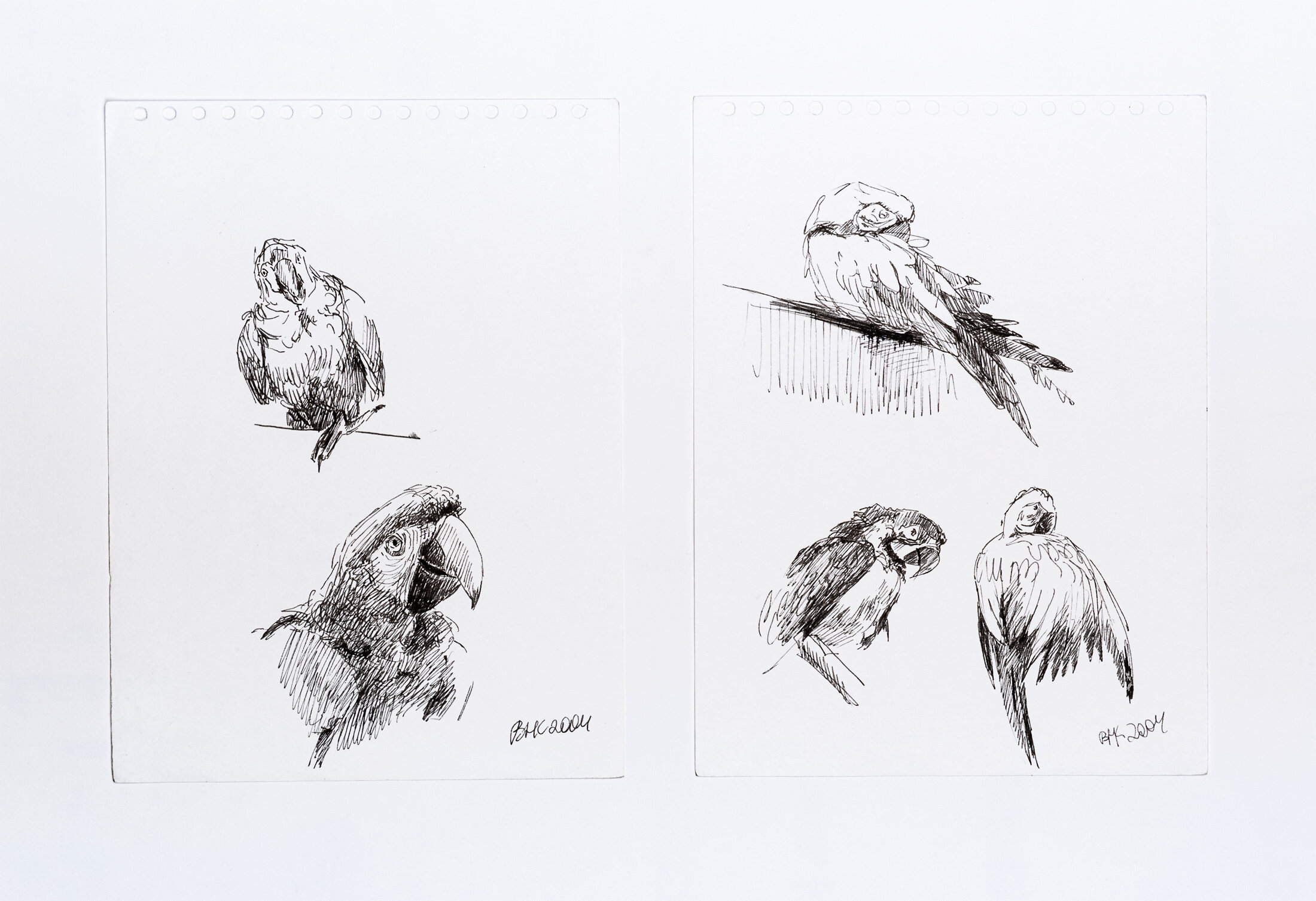 Studies of Ara Parrots, 2004 - ink on paper 