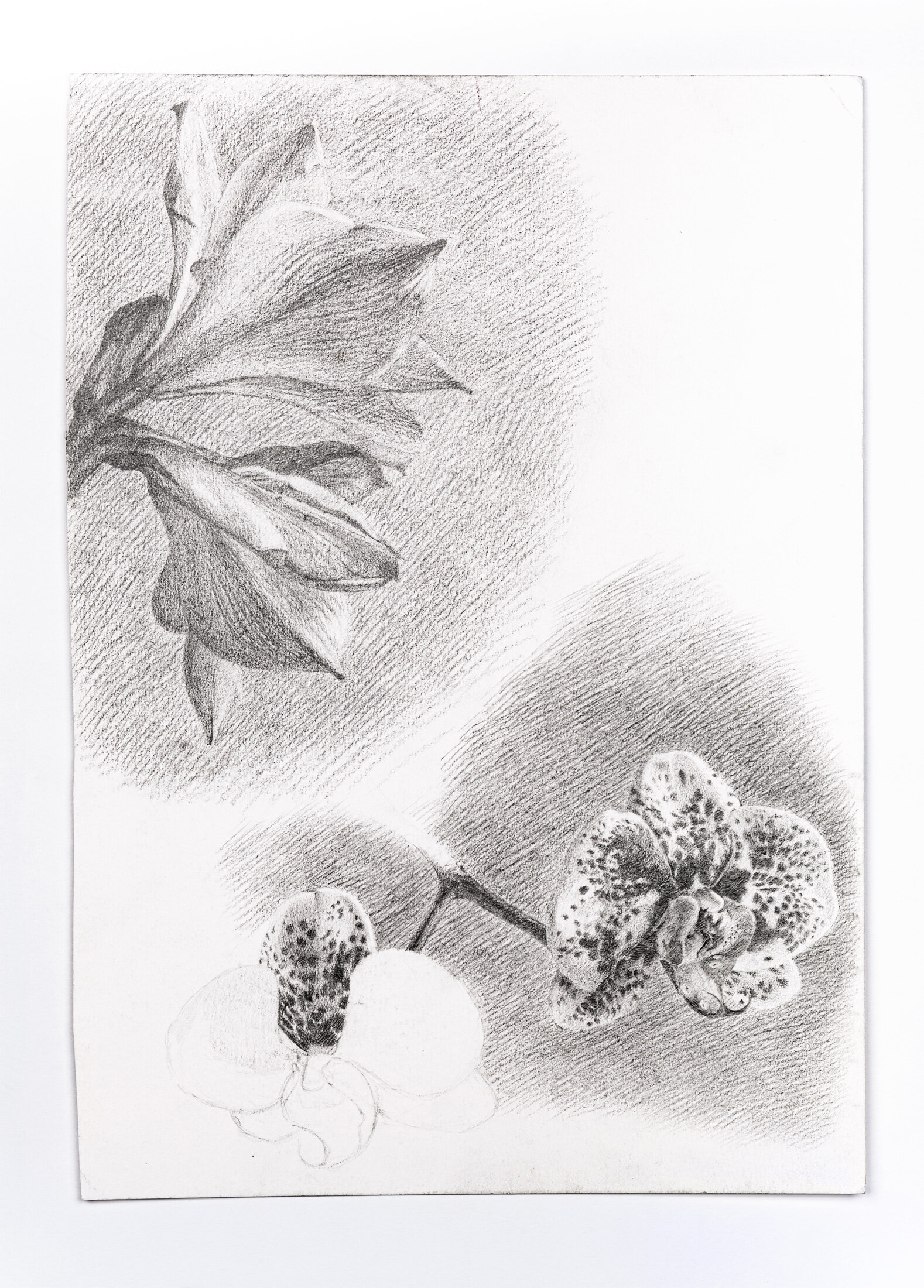 Study of Flowers, 2010 - graphite pencil on watercolor paper