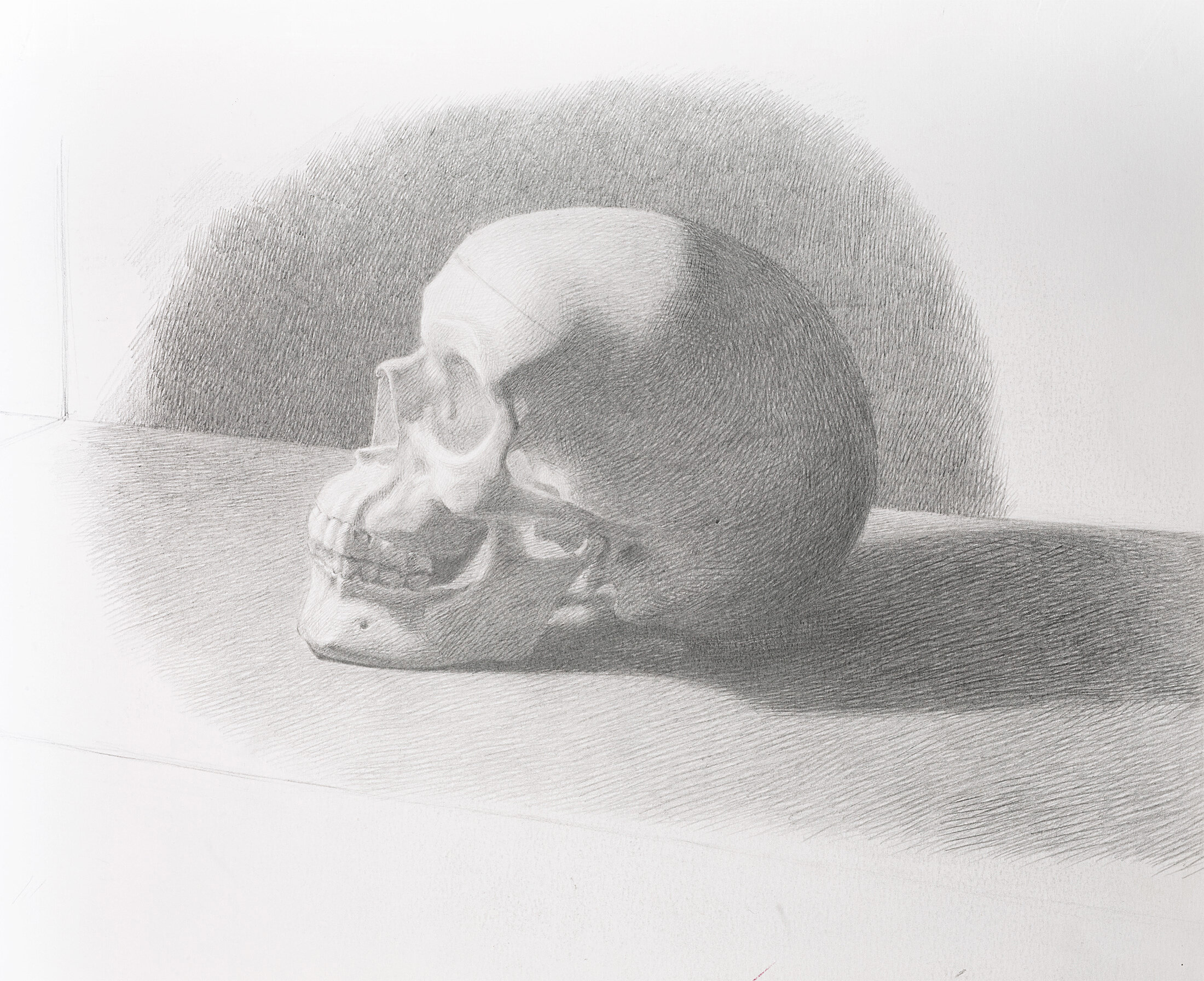Study of a Scull, 2013 - graphite pencil on paper