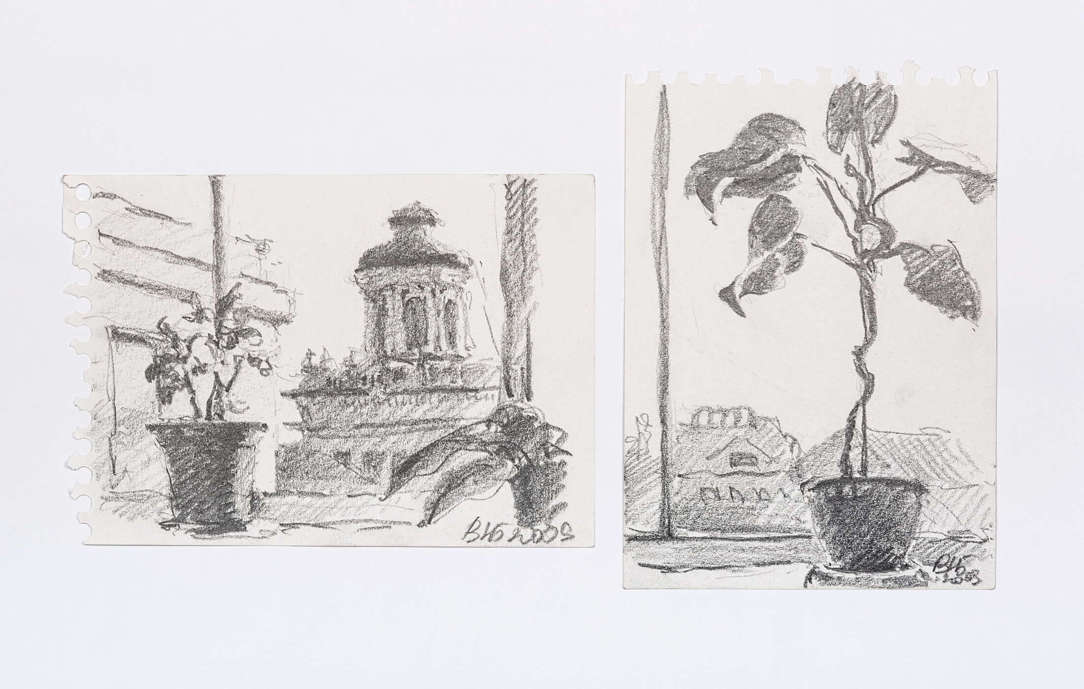 Plants in Pots and Window Views, 2009 - graphite pencil on paper