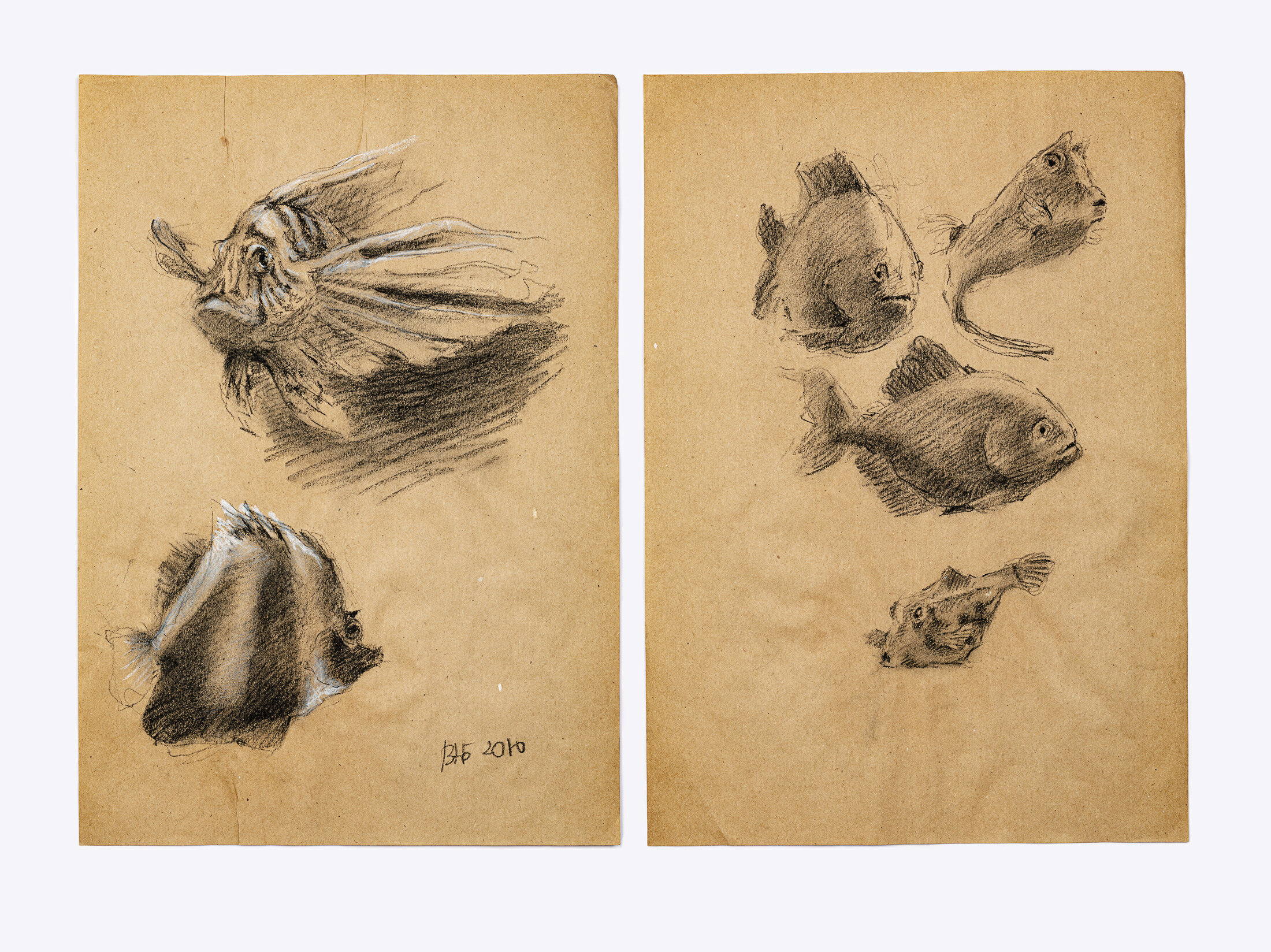 Study of Fish, 2010 - charcoal and white chalk on craft paper