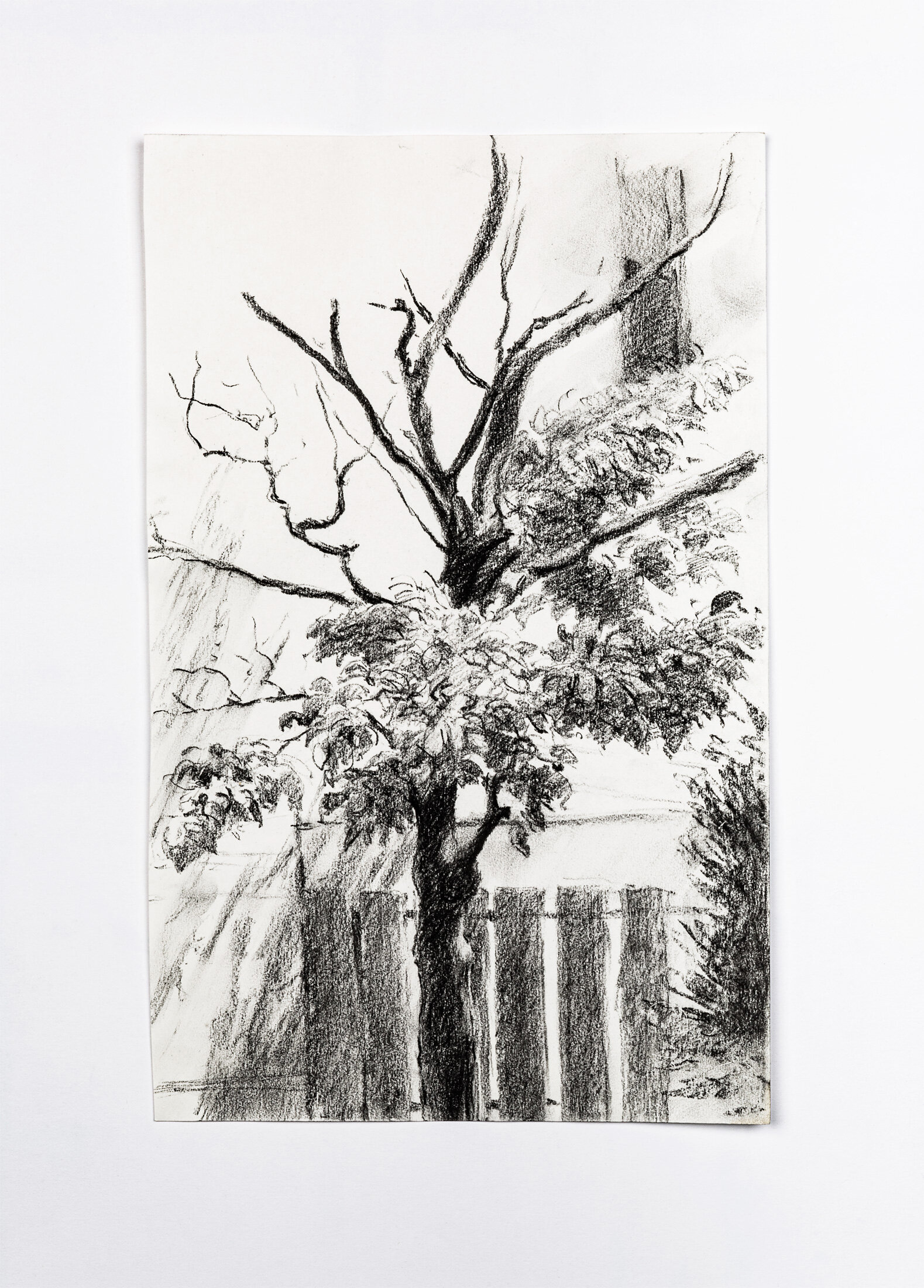 Tree near Fence, 2013 - charcoal pencil on paper