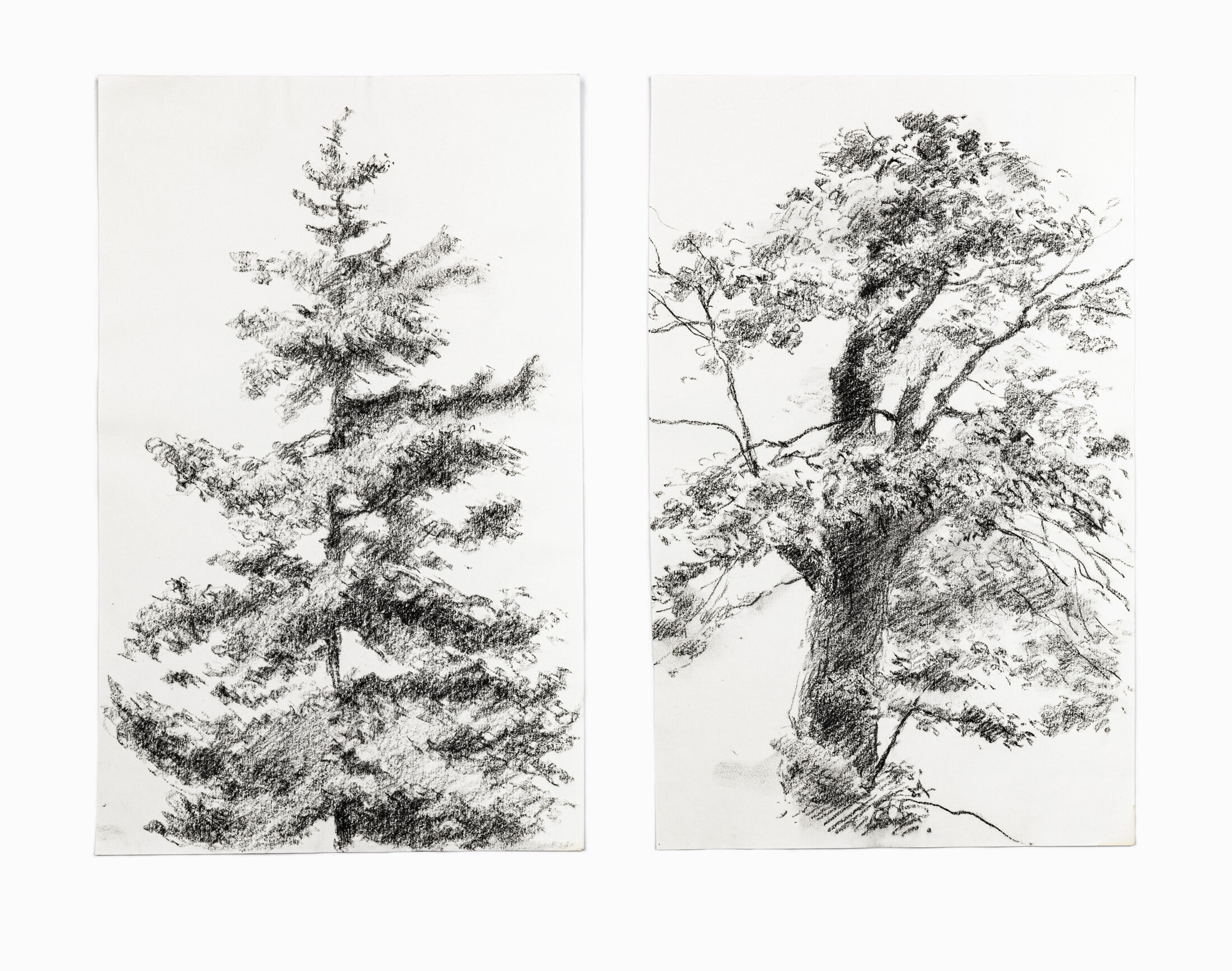 Studies of Trees, 2013 - charcoal pencil on paper