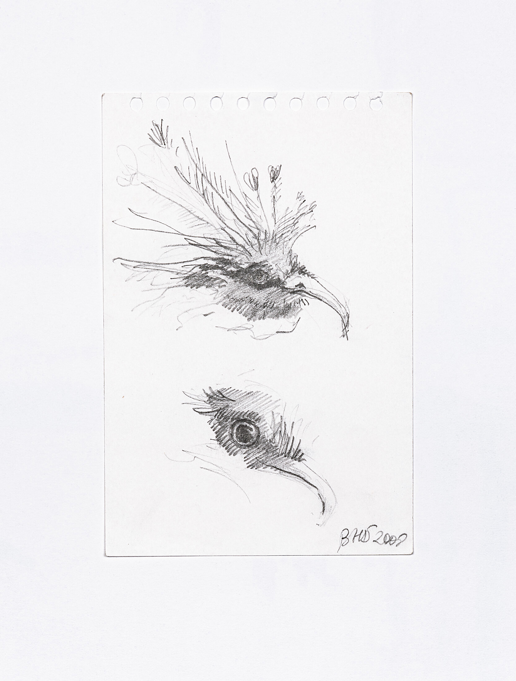 Bird's Head Studies, 2008 - graphite pencil on paper