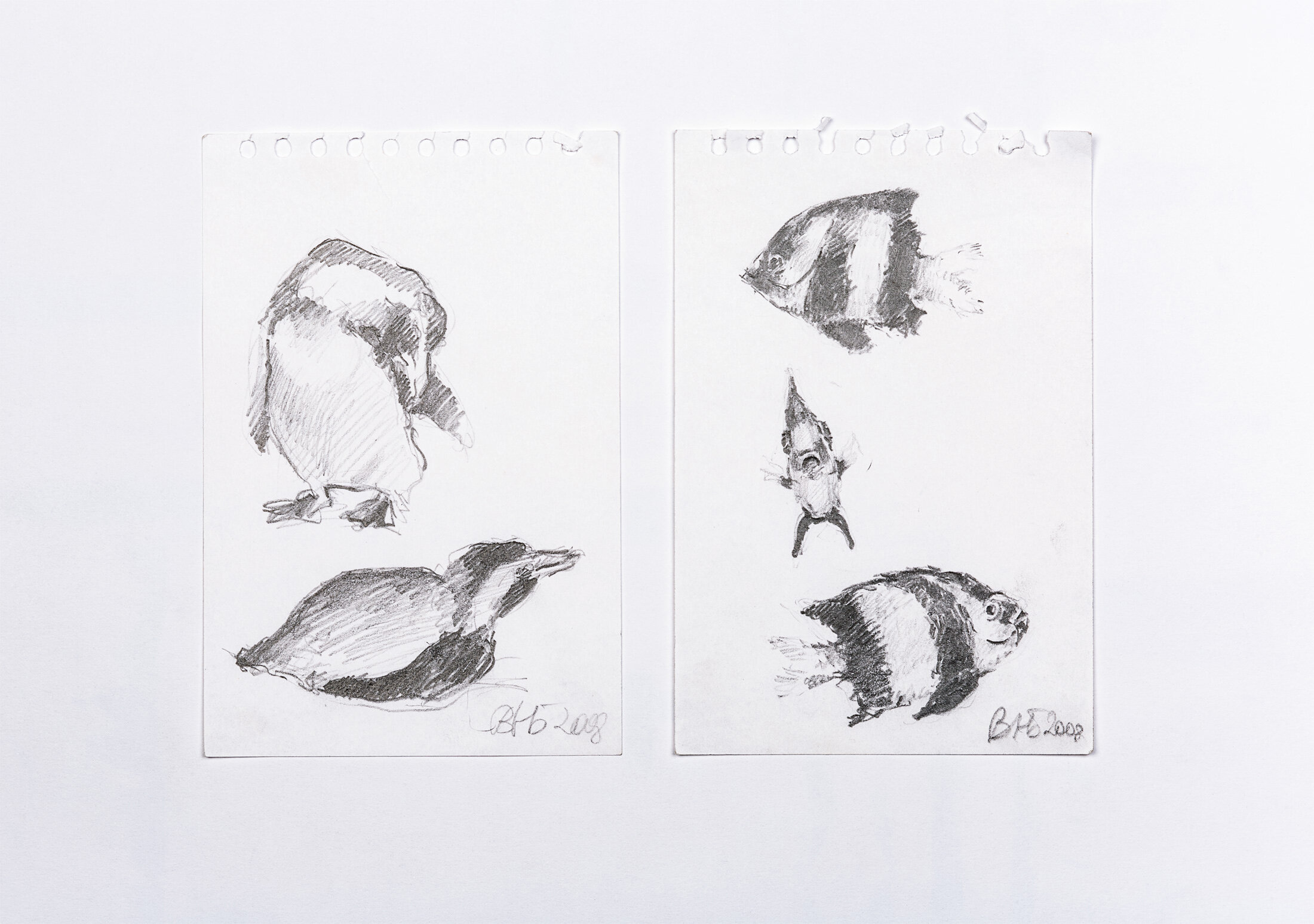 Studies of Penguins and Fish, 2008 - graphite pencil on paper 