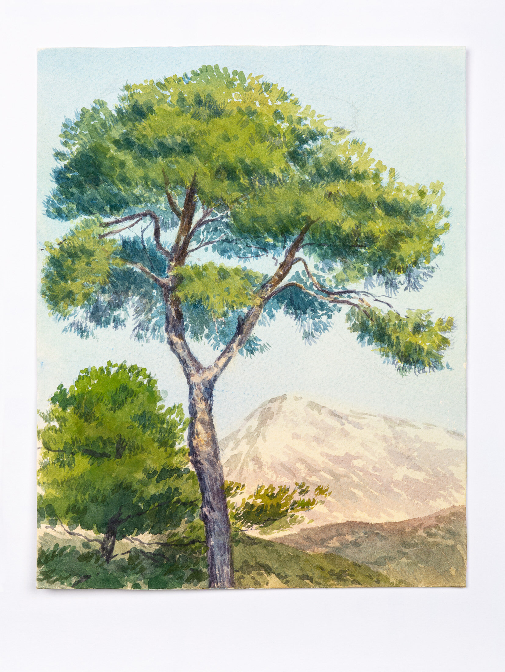 Southern Pine Tree. Montenegro, 2014 - pencil and watercolor on paper