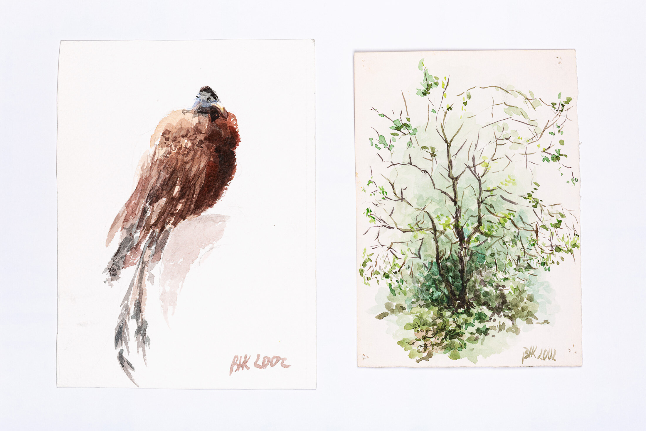 Studies of a Bird and a Tree, 2002 - pencil and watercolor on paper