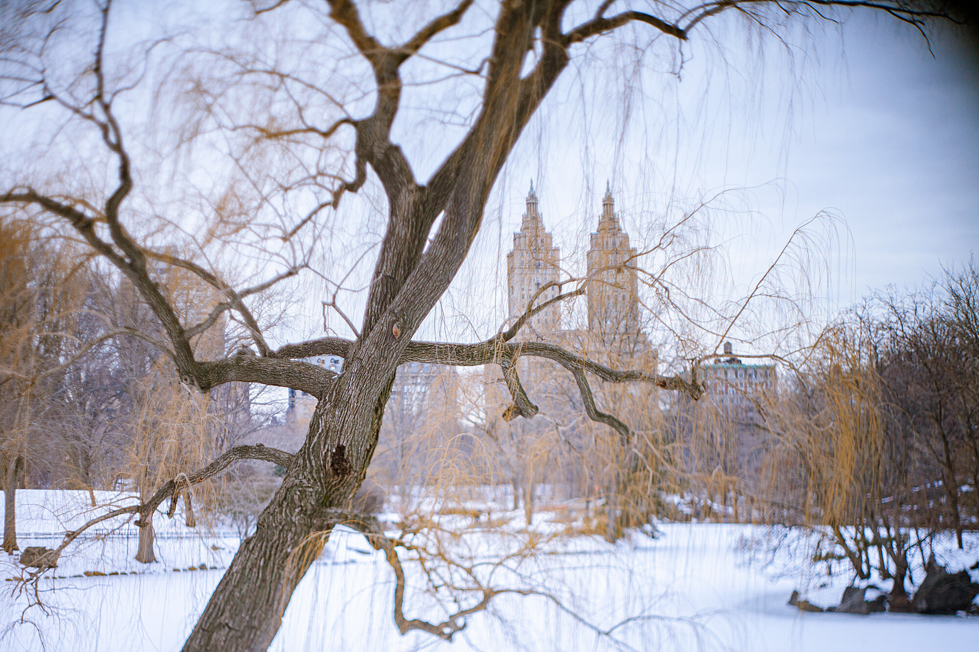 Central Park, 2011 - New York