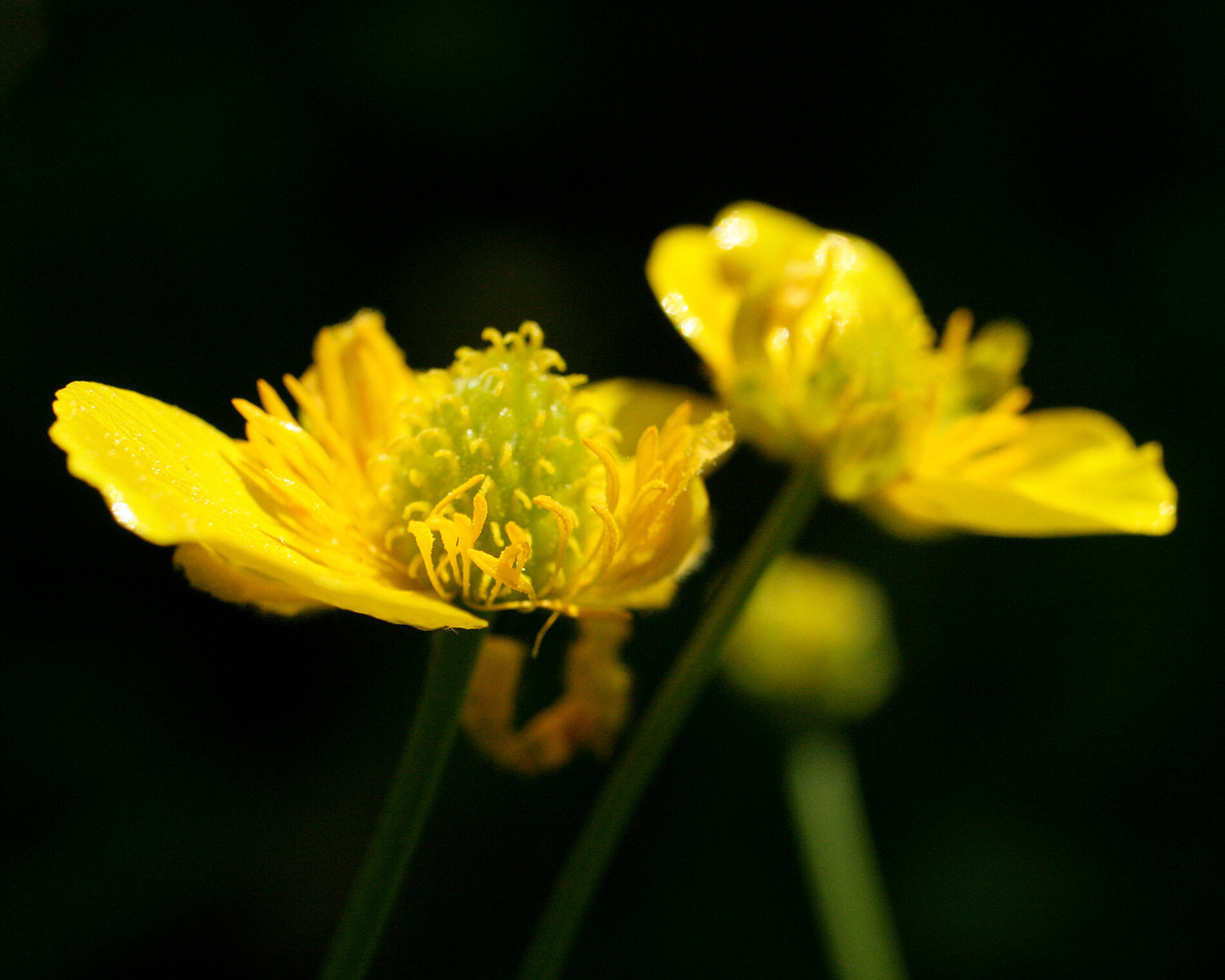 Yellow-cup Flowers, 2008 - Sochi, Russia