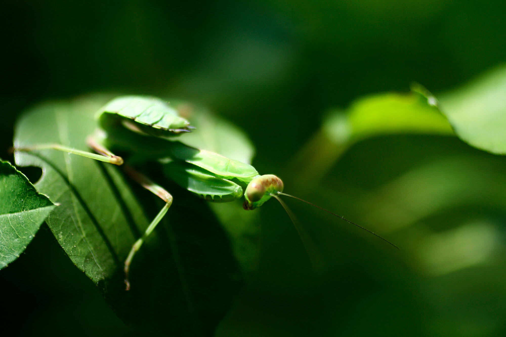 Green Mantis, 2007 - Golovinka, Russia