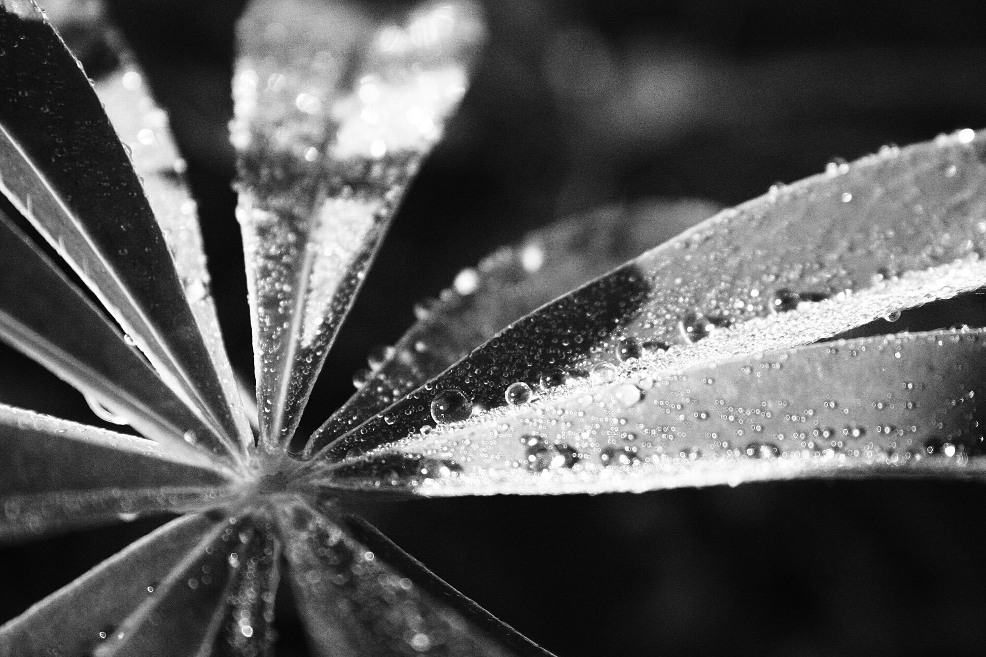 Morning Dew, 2006 - Moscow, Russia