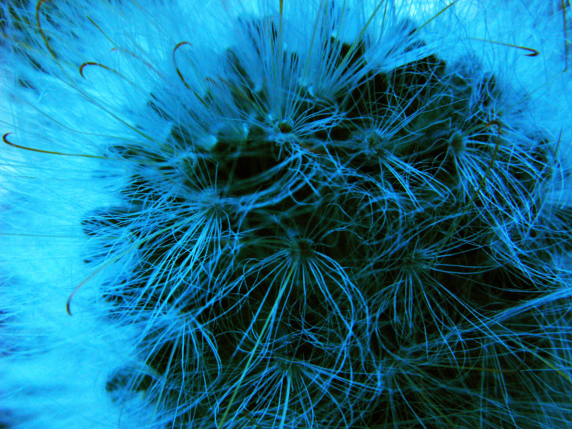 Fluffy Cactus, 2005 - Pokrovskoe, Russia