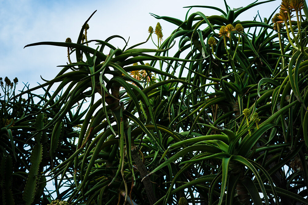 Aloe Vera Plants, 2016 - Getty Museum, California