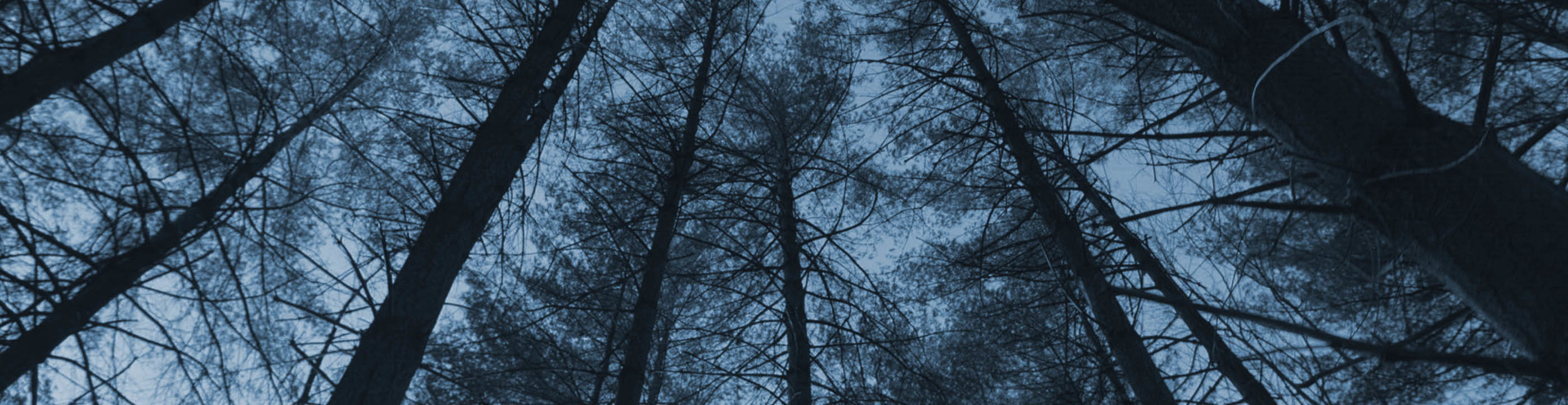 Woods.jpg