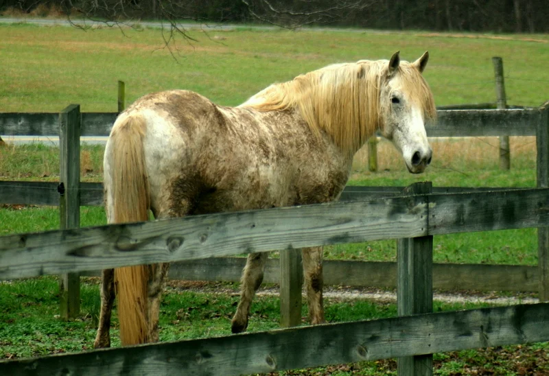 Even covered in mud, with a matted winter coat, even now, Maven is a fucking beautiful beast. I'm sorry about the swearing, I really am. I usually only swear in person, and only if the person I'm talking to swears first, but in this case, it is fucking appropriate. Go ahead, look at him again. Enjoy it. Allow your eyes to linger. To look upon him is a pleasure, and you deserve it.