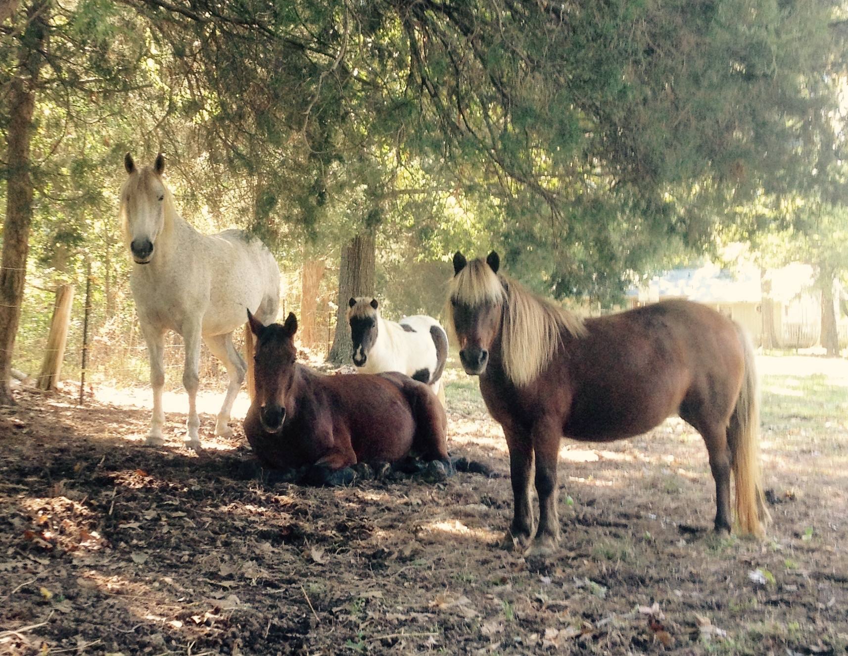 #notmyhorse None of my horses will die in a slaughter house or experience neglect during their lives. Eventually, each of them will take their final resting place here, beneath a shady tree in our pasture.