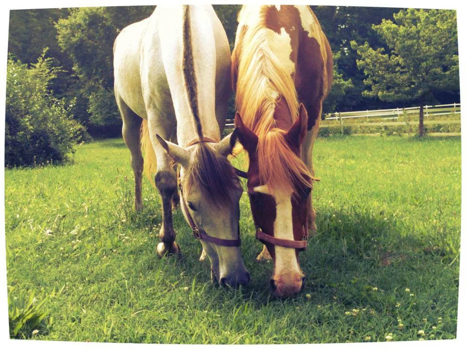 In a field of many acres, these two would often be nose-to-nose. 