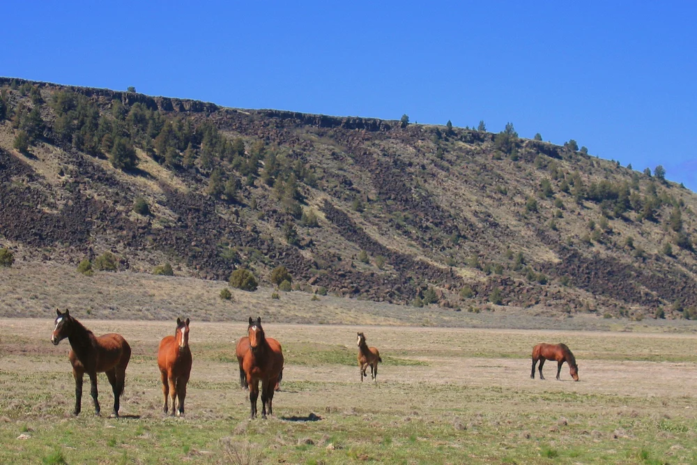 Devil's Garden Horses