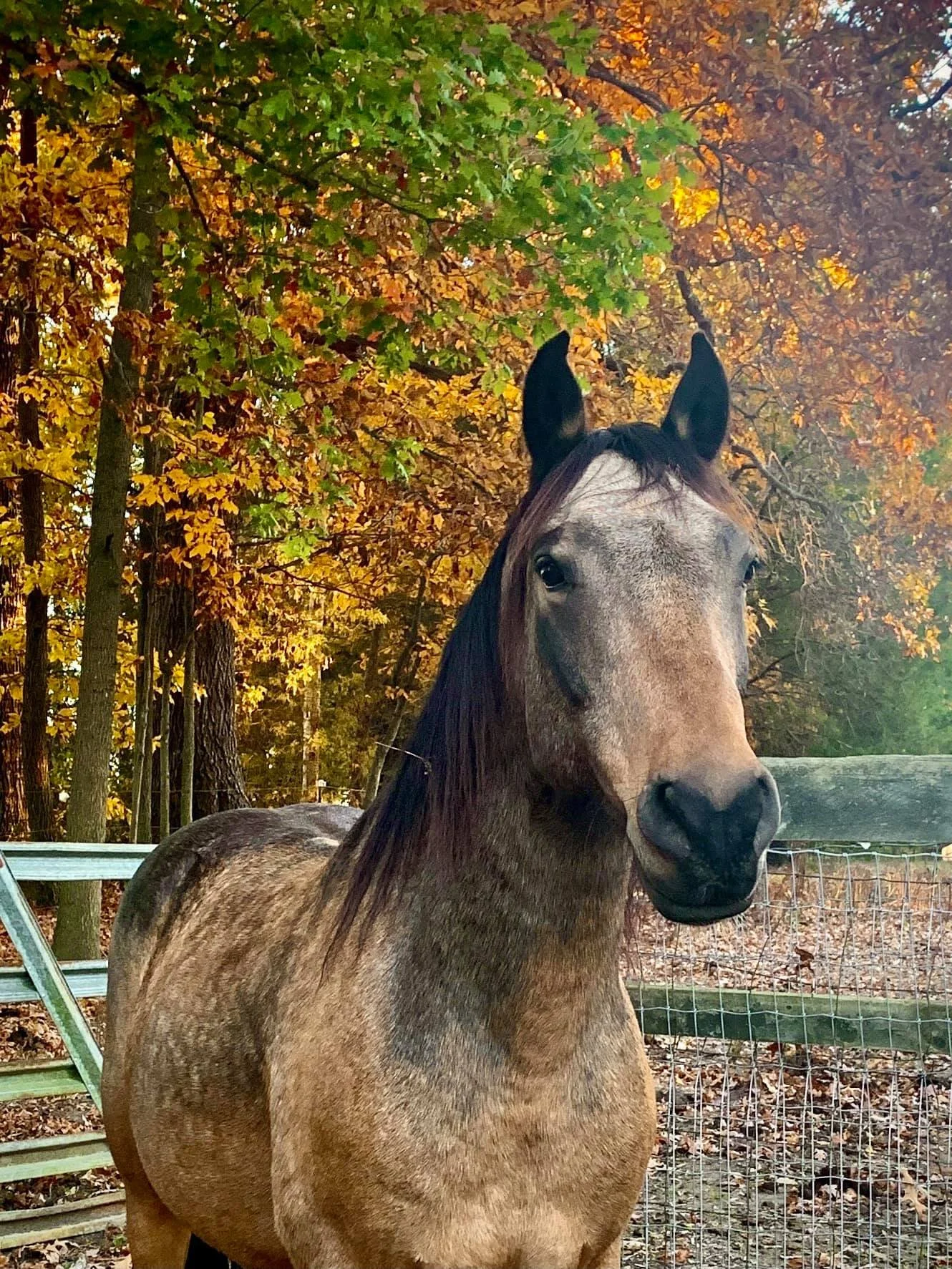 Indie Fall Colors.jpg