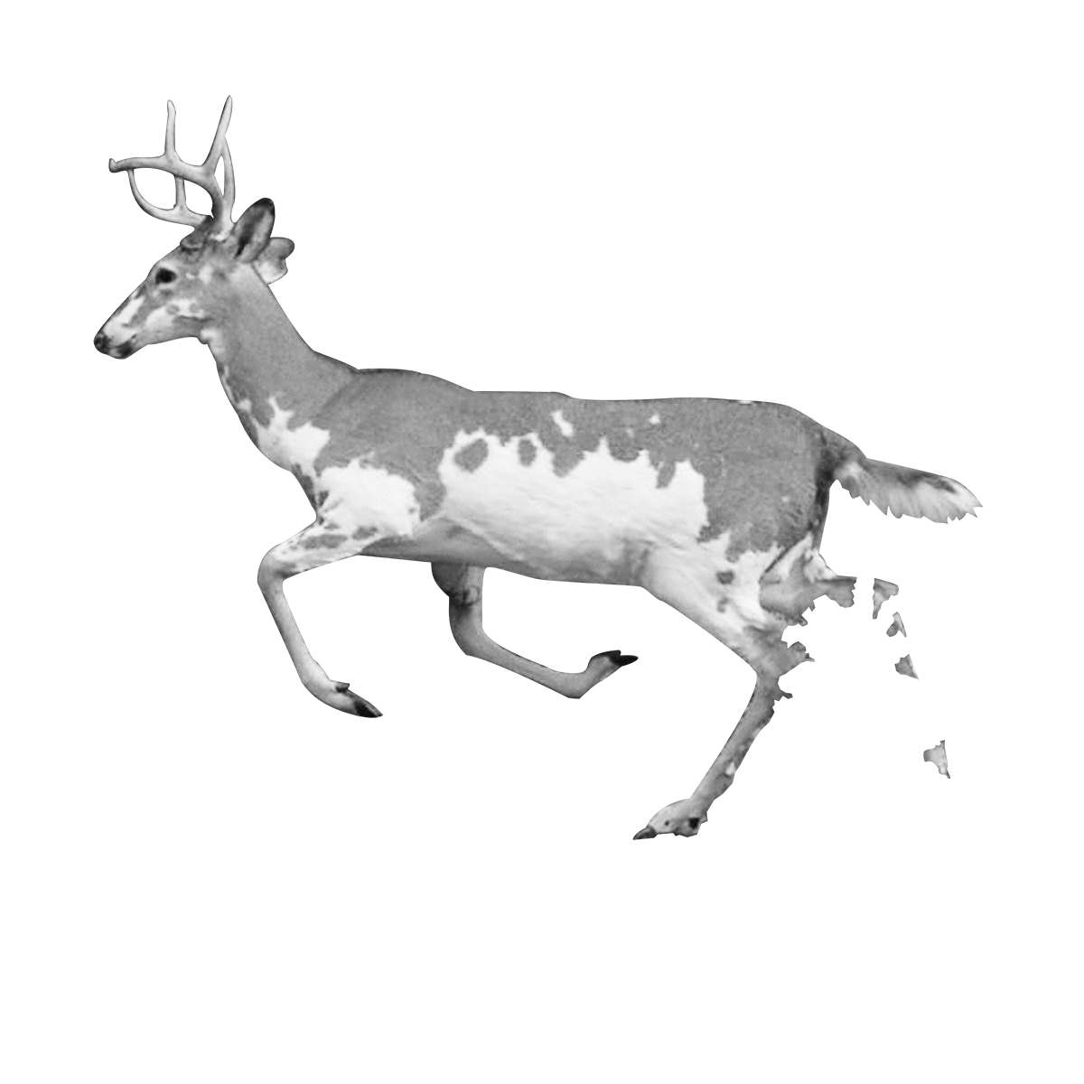 Robin-Butter-after-all-i-still-want-a-fox-taxidermy-internet-ebay-digital-dumpster-dive-dear-mounted