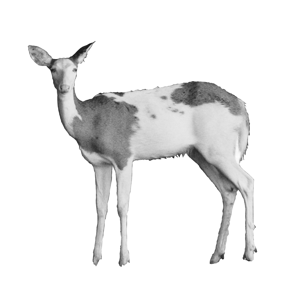 Robin-Butter-after-all-i-still-want-a-fox-taxidermy-internet-ebay-digital-dumpster-dive-dear-mounted