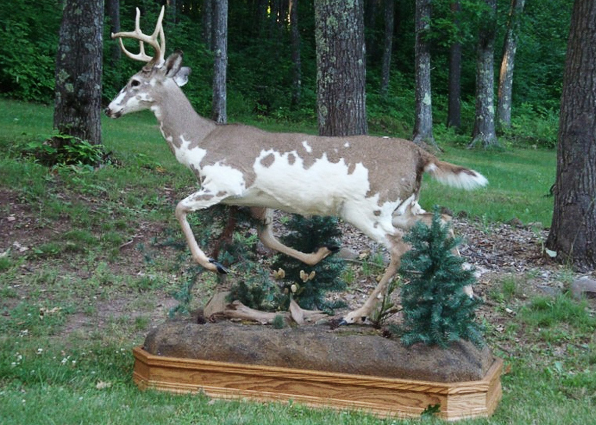 Robin-Butter-after-all-i-still-want-a-fox-taxidermy-internet-ebay-digital-dumpster-dive-dear-mounted