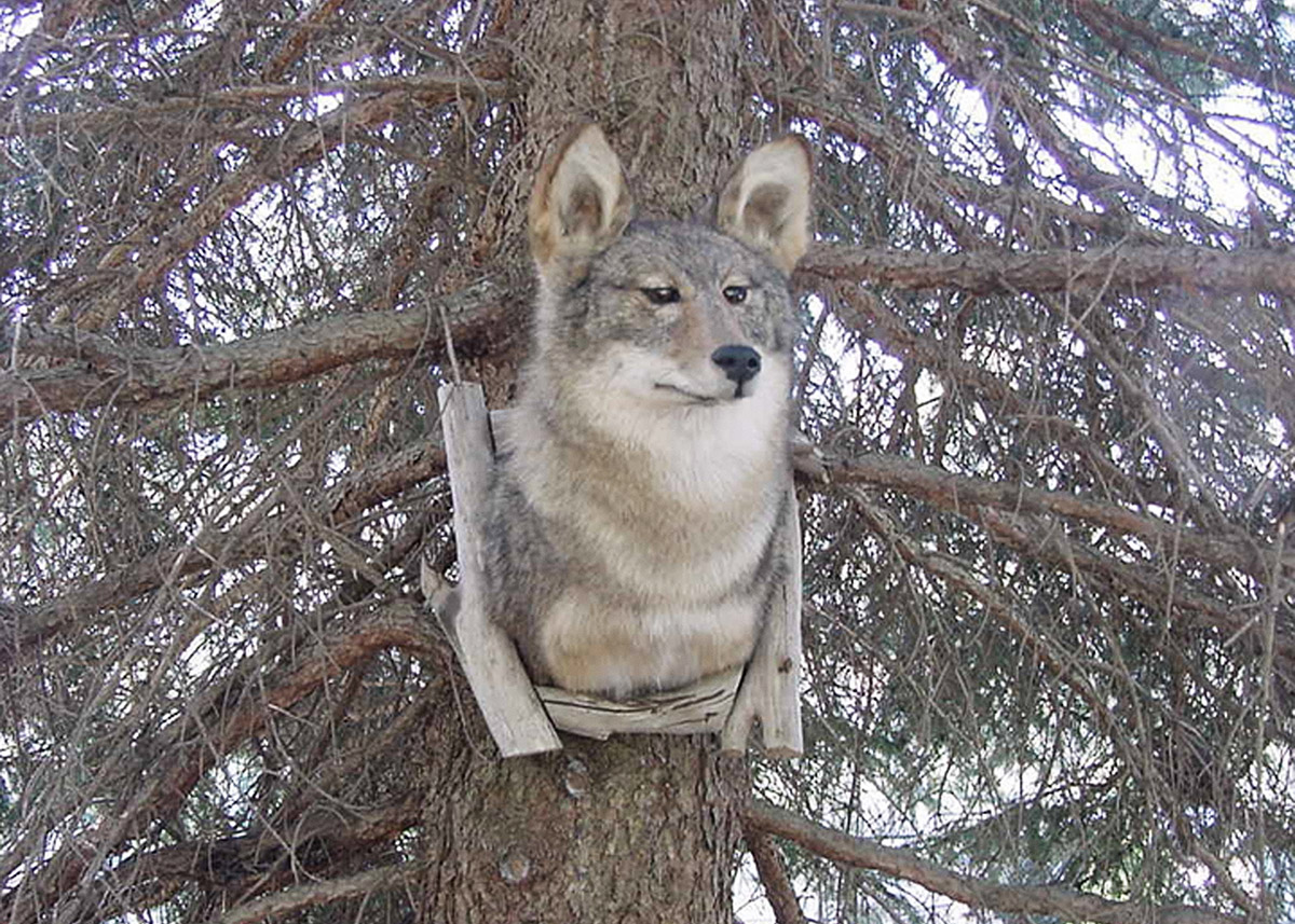 Robin-Butter-after-all-i-still-want-a-fox-taxidermy-internet-ebay-digital-dumpster-dive-dear-mounted