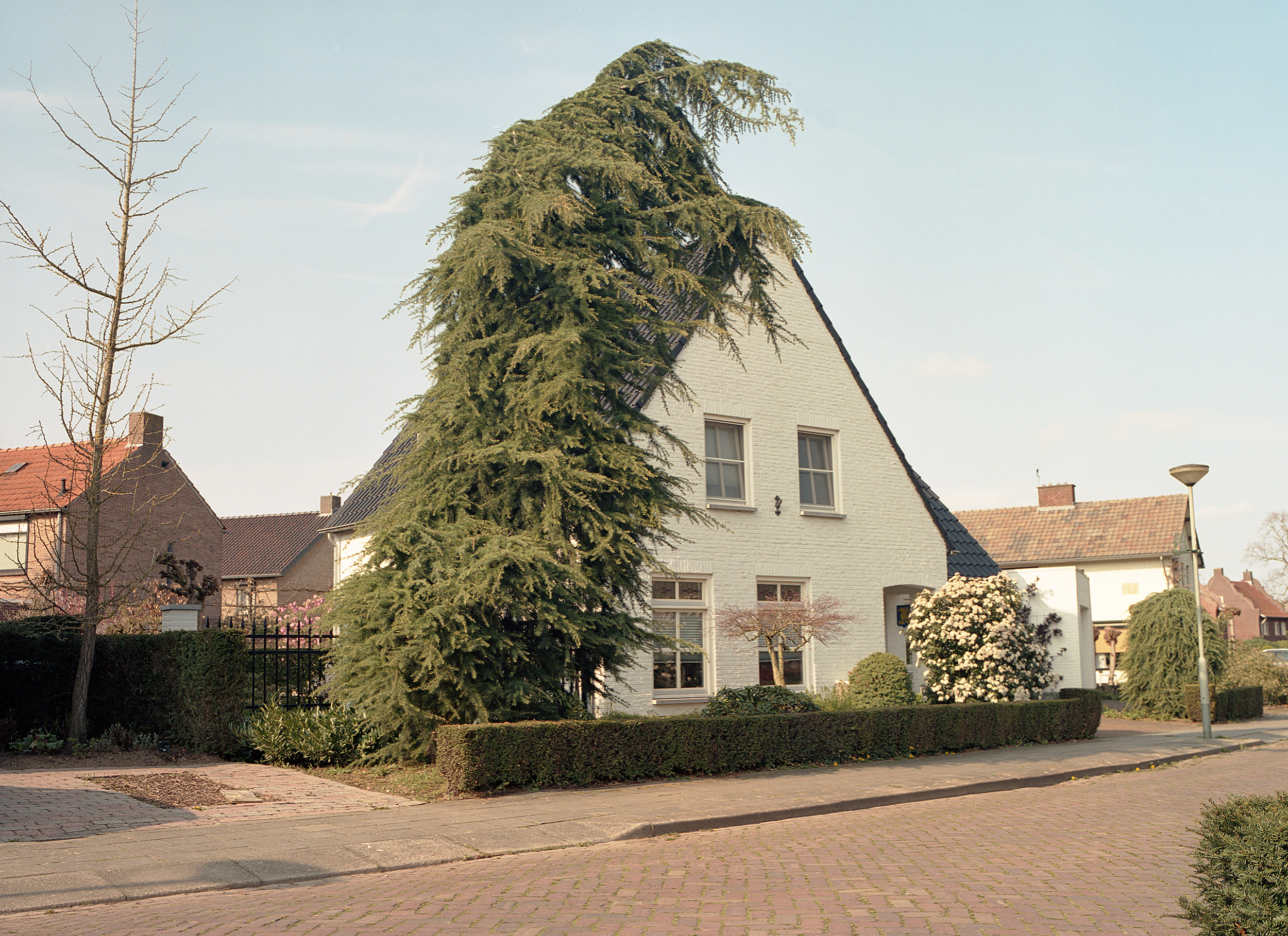 Drakenbloed