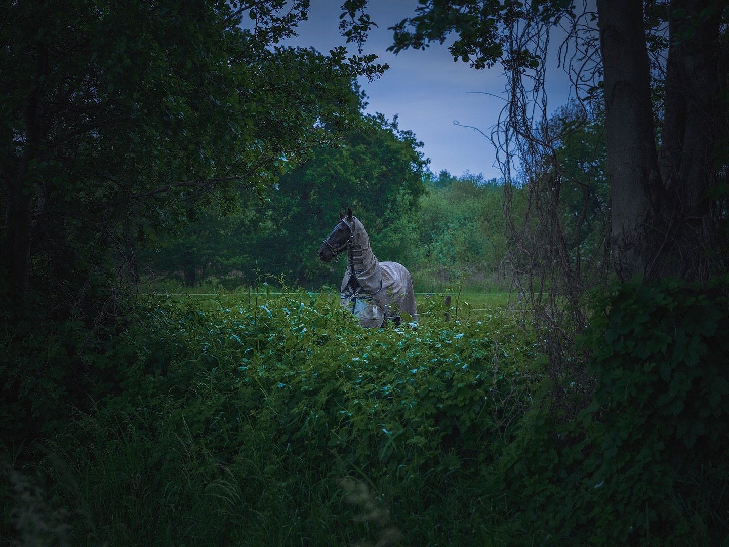 I have never shared this photo before. Which is strange because the image became a key piece in how to depicting a fairy tale. The circularity will come back more often through the series, as the vistas. (Think of the fairy tale forest in the Eftelin