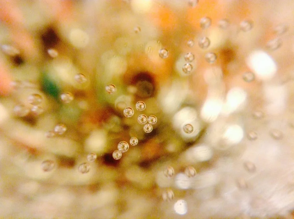 Champagne Bubbles. iPhoto 2015. Karen Anne Glick