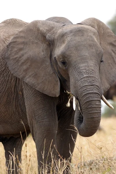 elephant eat.jpg