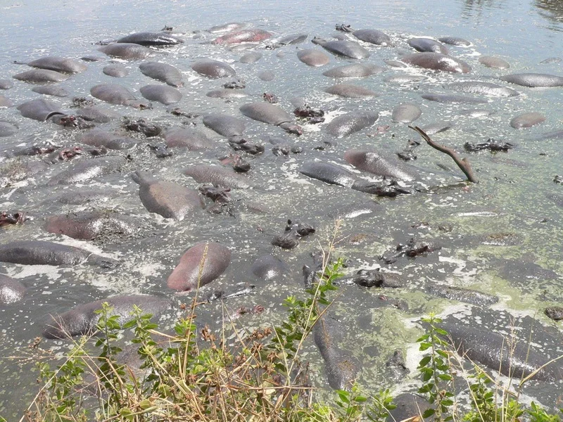 hippo-pool-big.jpg