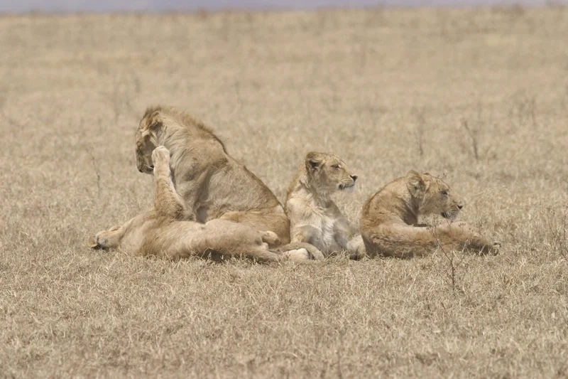 lion pile 3.jpg