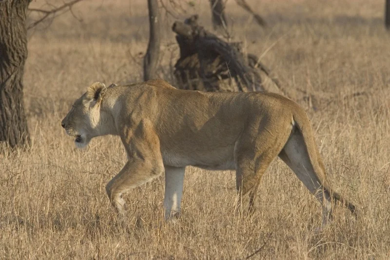 lioness serengeti.jpg