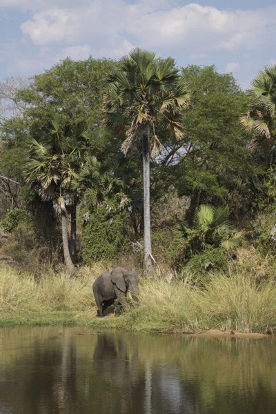 23 elephant, katavi np.jpg