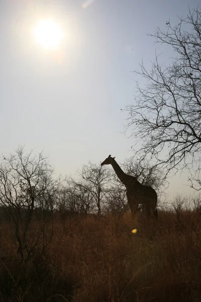 20 giraffe, ruaha.jpg