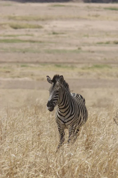 14 zebra, ruaha np.jpg